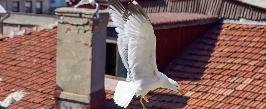 Residential Chimney Animal Removal Solution in Lorton, VA