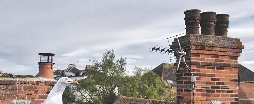 Chimney Cleaning And Restoration in Lorton, Virginia